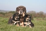 DOGUE DU TIBET 467